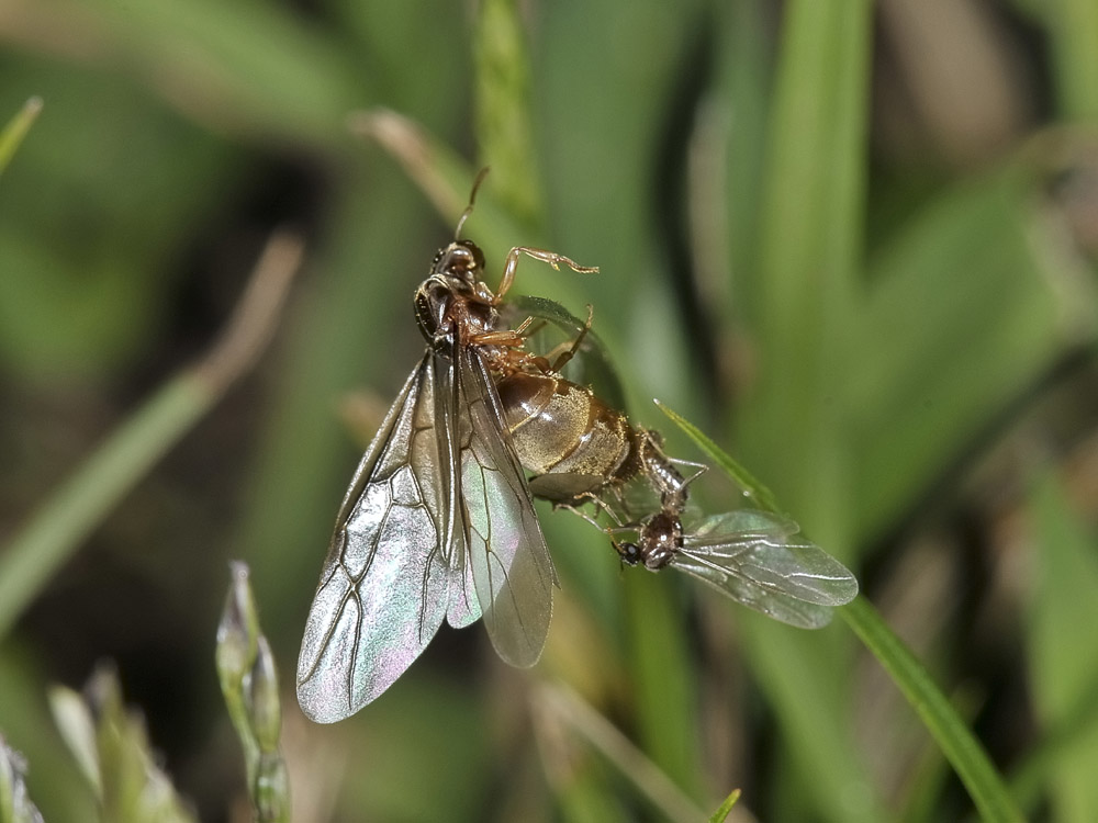 Lasius sp. Copula e dismissione dell''abito nuziale